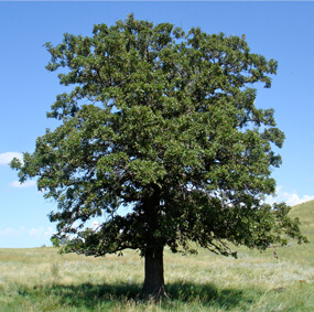 Oak tree