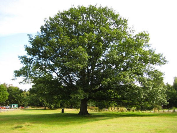 Red oak (Quercus rubra)