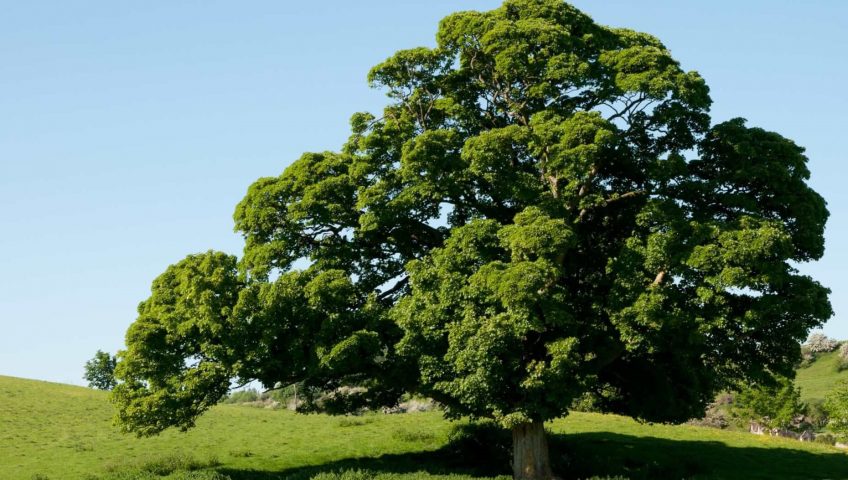 English Oak (Quercus robur)