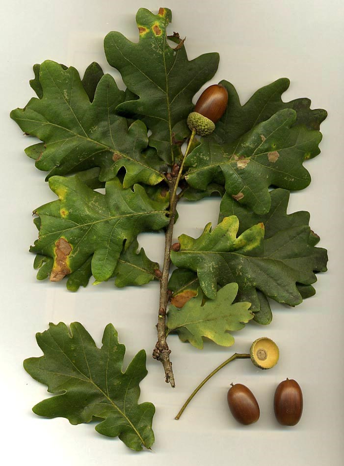 English Oak (Quercus robur) - acorns