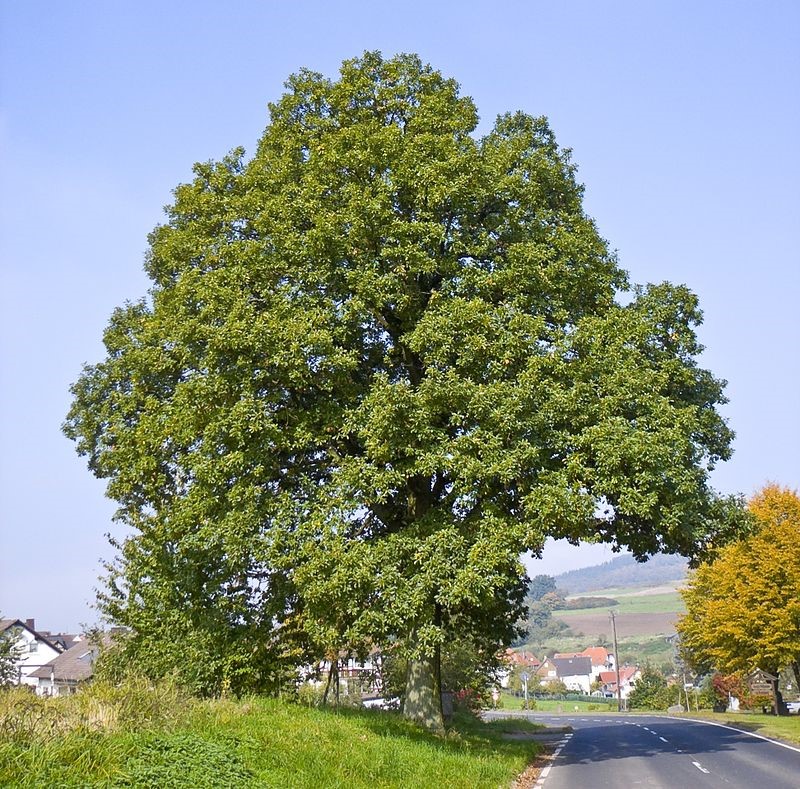 Sessile oak (Quercus petraea)