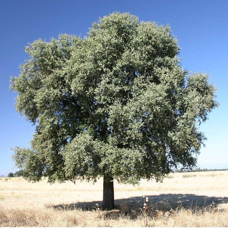 Holm oak (Quercus ilex)